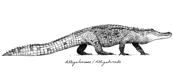 Mississippi-Alligator